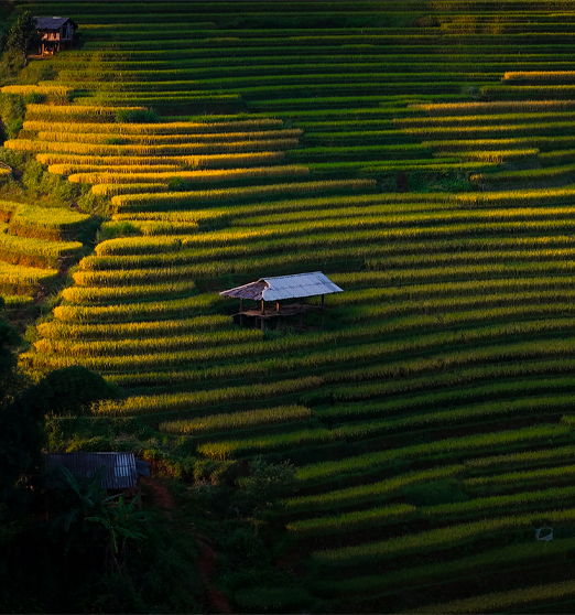 Day 4: (6Th June ) NGHIA LO – MU CANG CHAI (130KM/ APPROX. 4 HOURS) (B/L/D)